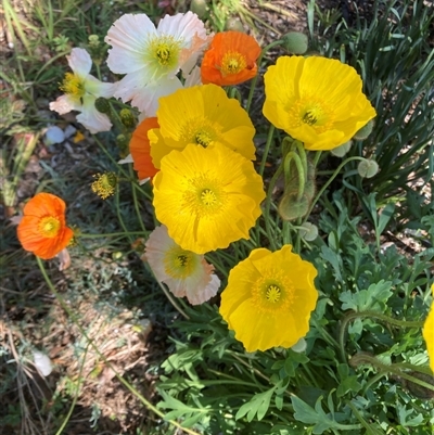 Unidentified Other Wildflower or Herb at Melba, ACT - 6 Sep 2024 by kasiaaus2