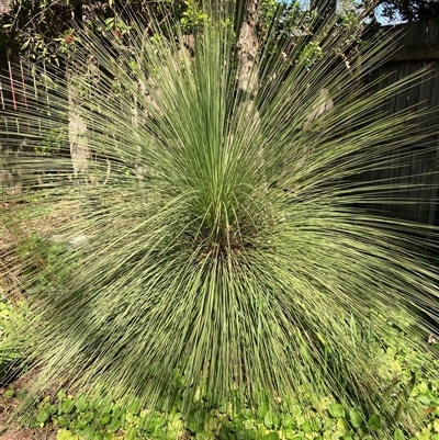 Xanthorrhoea johnsonii at Melba, ACT - 6 Sep 2024 by kasiaaus2