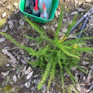 Grevillea sp. at Watson, ACT - 24 Jul 2024 11:32 AM