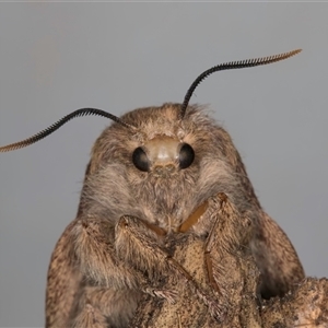 Unidentified Moth (Lepidoptera) at Melba, ACT by kasiaaus2