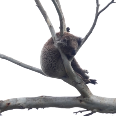 Phascolarctos cinereus (Koala) at Drik Drik, VIC - 9 Dec 2019 by MB