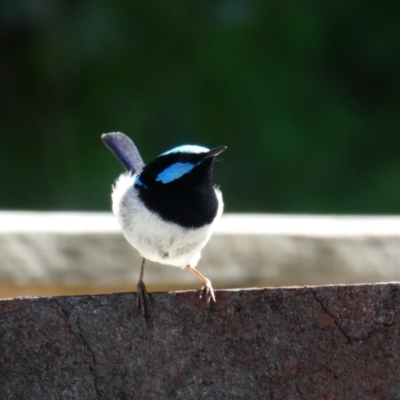 Malurus cyaneus (Superb Fairywren) at Nelson, VIC - 10 Dec 2019 by MB