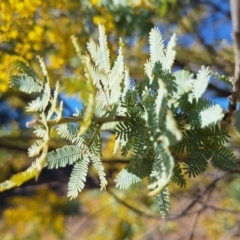 Acacia baileyana at Wright, ACT - 23 Jul 2024 01:53 PM