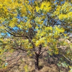 Acacia baileyana at Wright, ACT - 23 Jul 2024 01:53 PM