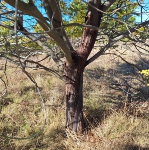 Acacia baileyana at Wright, ACT - 23 Jul 2024 01:53 PM