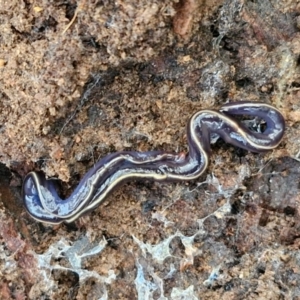 Caenoplana coerulea at Goulburn, NSW - 24 Jul 2024