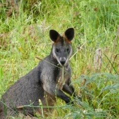 Wallabia bicolor (Swamp Wallaby) at Nelson, VIC - 11 Dec 2019 by MB