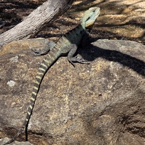 Intellagama lesueurii lesueurii at Acton, ACT by kasiaaus2