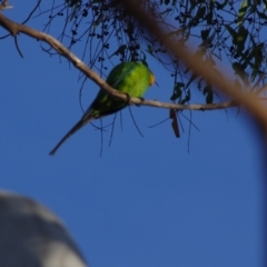 Polytelis swainsonii at Amaroo, ACT - suppressed