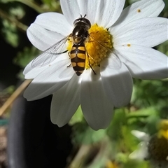 Unidentified Hover fly (Syrphidae) at Melba, ACT - 28 Oct 2024 by kasiaaus2