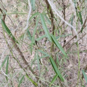 Glycine clandestina at Goulburn, NSW - 24 Jul 2024 04:30 PM