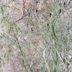 Glycine clandestina at Goulburn, NSW - 24 Jul 2024 04:30 PM