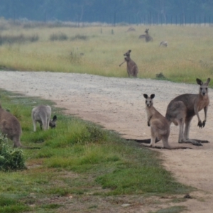 Macropus giganteus at Geehi, NSW - 19 Dec 2019 07:03 AM