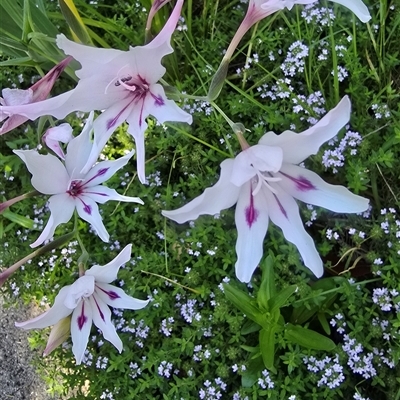 Unidentified Other Wildflower or Herb at Melba, ACT - 28 Oct 2024 by kasiaaus2