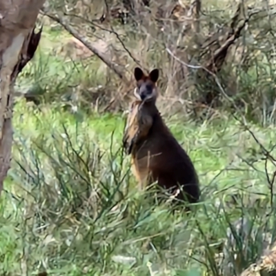 Unidentified Other Invertebrate at Melba, ACT - 29 Oct 2024 by kasiaaus2