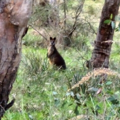 Wallabia bicolor at Goulburn, NSW - 24 Jul 2024 04:26 PM