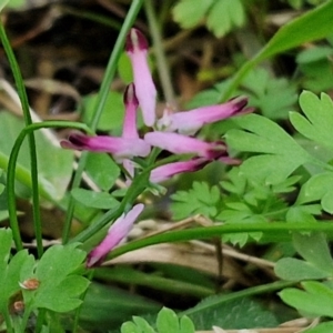 Fumaria muralis subsp. muralis at Goulburn, NSW - 24 Jul 2024