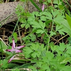 Fumaria muralis subsp. muralis at Goulburn, NSW - 24 Jul 2024