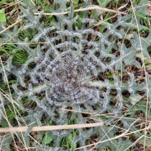 Cirsium vulgare at Goulburn, NSW - 24 Jul 2024 04:24 PM