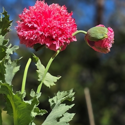 Cirsium vulgare (Spear Thistle) at Goulburn, NSW - 24 Jul 2024 by trevorpreston