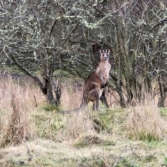 Macropus giganteus (Eastern Grey Kangaroo) at Goulburn, NSW - 24 Jul 2024 by trevorpreston