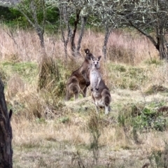 Macropus giganteus at Goulburn, NSW - 24 Jul 2024 04:23 PM