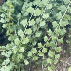 Unidentified Plant at Denman Prospect, ACT - 10 Nov 2024 by AaronClausen