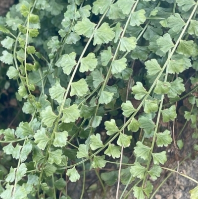 Asplenium flabellifolium (Necklace Fern) at Chapman, ACT - 24 Jul 2024 by LineMarie