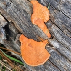 Trametes (old Pycnoporus sp.) (Scarlet Bracket) at Goulburn, NSW - 24 Jul 2024 by trevorpreston