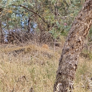 Osphranter rufus at Melba, ACT by kasiaaus2