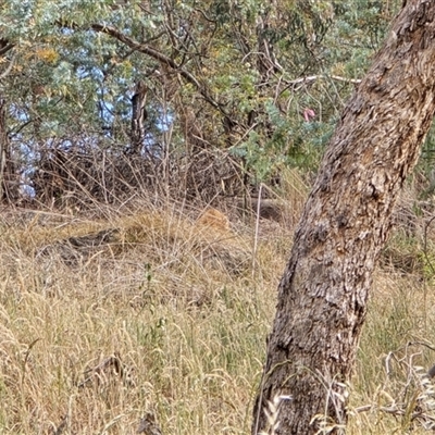 Osphranter rufus at Melba, ACT - 9 Nov 2024 by kasiaaus2