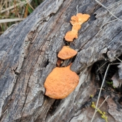 Trametes (old Pycnoporus sp.) at Goulburn, NSW - 24 Jul 2024 04:19 PM