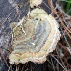 Trametes versicolor (Turkey Tail) at Goulburn, NSW - 24 Jul 2024 by trevorpreston