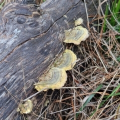 Trametes versicolor at Goulburn, NSW - 24 Jul 2024 04:17 PM