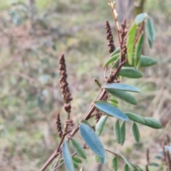 Unidentified Cactus / Succulent at Melba, ACT - 8 Nov 2024 by kasiaaus2