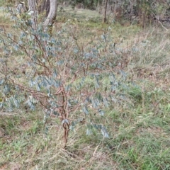 Indigofera australis subsp. australis at Goulburn, NSW - 24 Jul 2024