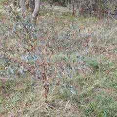 Indigofera australis subsp. australis at Goulburn, NSW - 24 Jul 2024