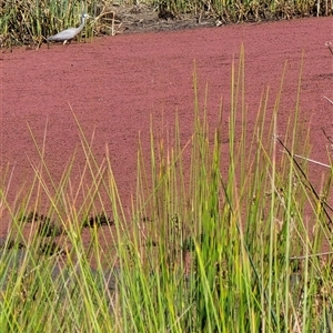 Egretta novaehollandiae at Evatt, ACT by kasiaaus2