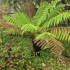 Cyathea australis subsp. australis at Melba, ACT - 12 Nov 2024 by kasiaaus2