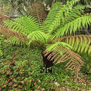 Cyathea australis subsp. australis at Melba, ACT by kasiaaus2