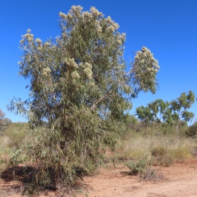 Corymbia terminalis (Northern Bloodwood, Desert Bloodwood) at Opalton, QLD - 24 Jul 2024 by lbradley