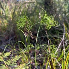 Caustis flexuosa (Curly Wigs) at Jervis Bay, JBT - 20 Jul 2024 by Clarel