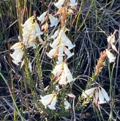 Porrostoma rhipidium at Spence, ACT - 11 Mar 2024 by kasiaaus