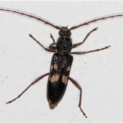 Peltoschema hamadryas (Hamadryas leaf beetle) at Phillip, ACT - 12 Jul 2024 by AlisonMilton