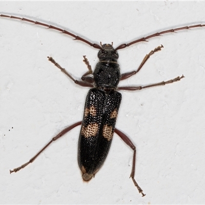 Peltoschema hamadryas (Hamadryas leaf beetle) at Phillip, ACT - 12 Jul 2024 by AlisonMilton