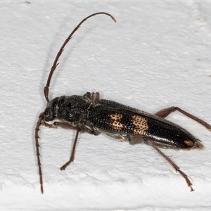 Phoracantha synonyma at Spence, ACT - 12 Apr 2024