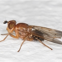 Musca sp. (genus) at Spence, ACT - 11 Jun 2024 by kasiaaus