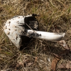 Coprinus comatus (Shaggy Ink Cap) at Scullin, ACT - 14 Jul 2024 by AlisonMilton