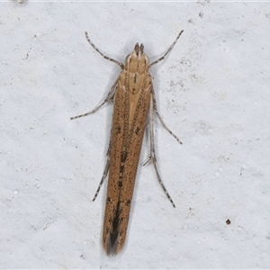 Carposinidae sp. at Spence, ACT by kasiaaus