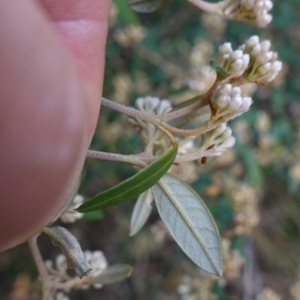 Pomaderris andromedifolia subsp. andromedifolia at Lower Borough, NSW - 24 Jul 2024